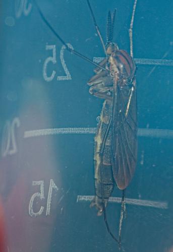 Réf. 349 924 : Keroplatus reaumurii